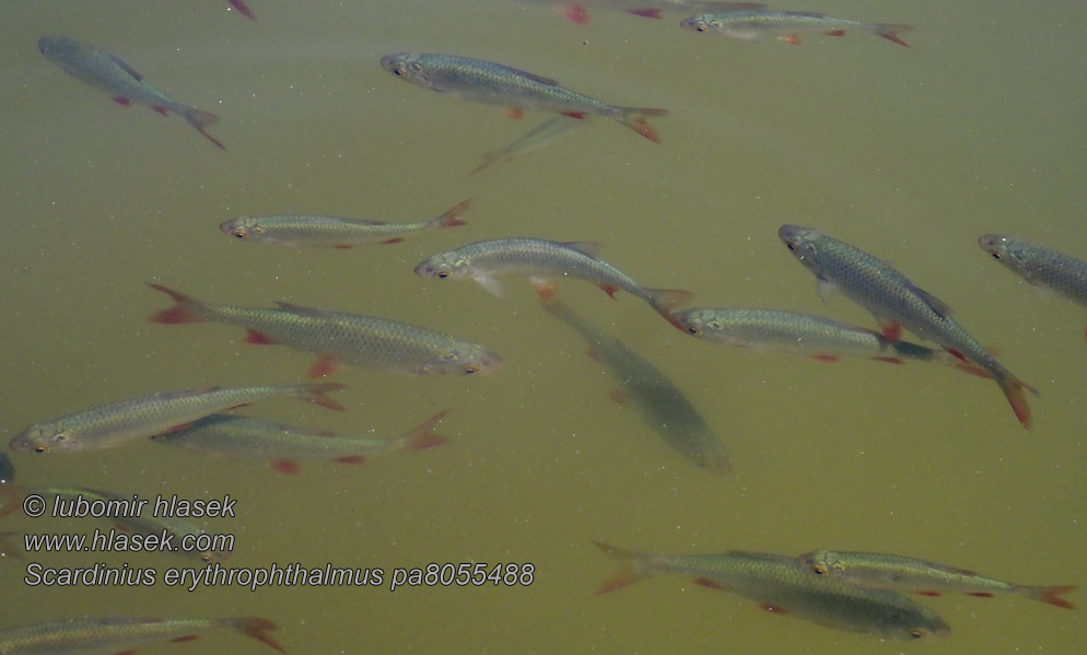 Červenica obyčajná Scardinius erythrophthalmus