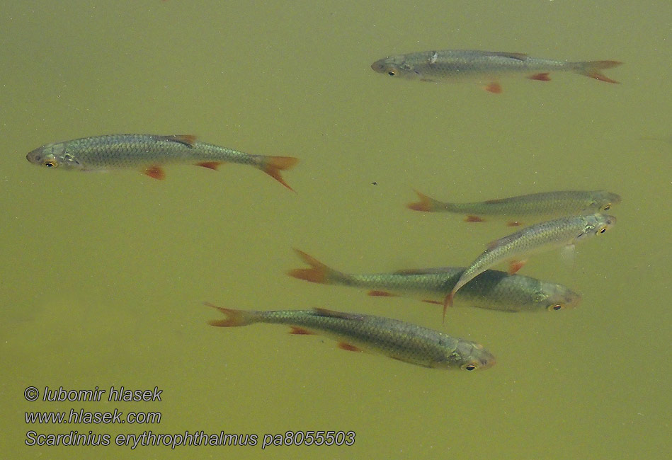 Червеноперка Gardí Хĕрлĕ çунат Roosärg Scardinius erythrophthalmus