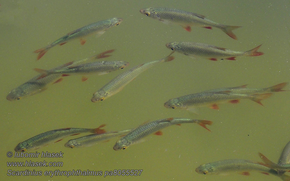 Scardola Paprastoji raudė Scardinius erythrophthalmus