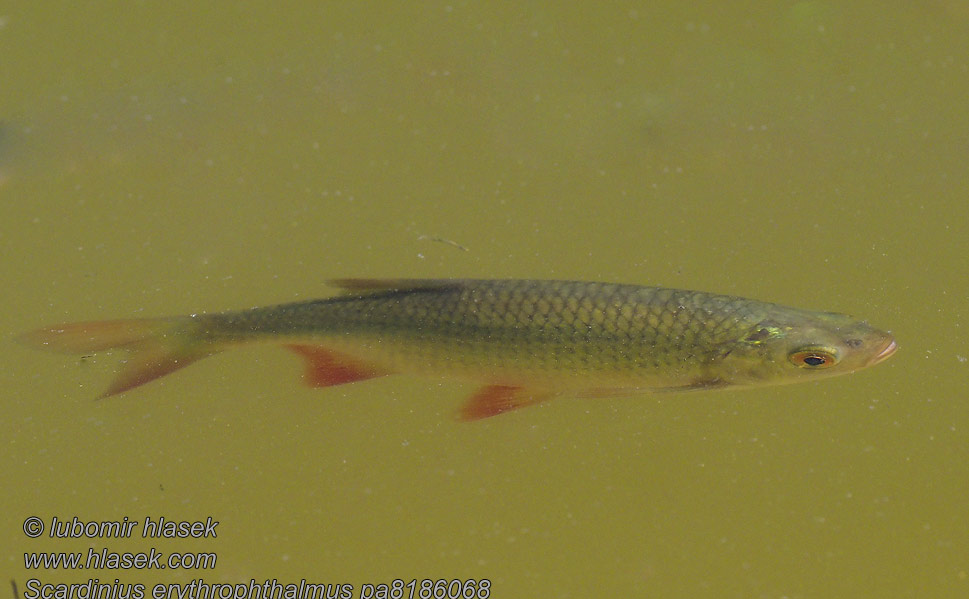 Common rudd Perlín ostrobřichý Scardinius erythrophthalmus