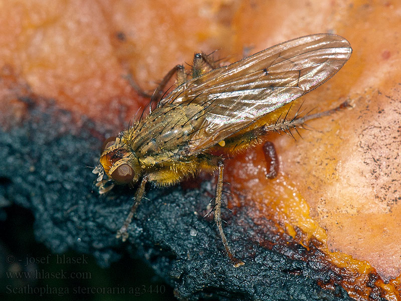 Golden Yellow Dung Fly Gelbe Dungfliege Scathophaga stercoraria
