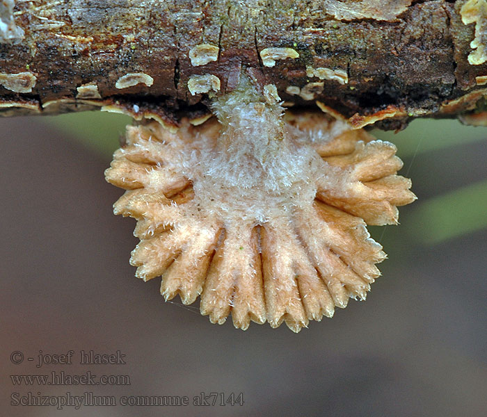 Schizophyllum commune Klanolístka obecná Gemeiner Spaltblättling