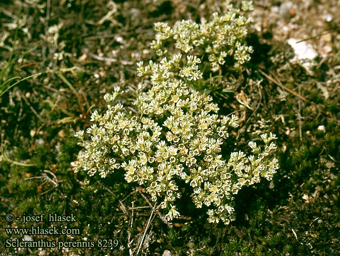 Scleranthus perennis Chmerek vytrvalý Ausdauernder Knäuel Perennial Knawel