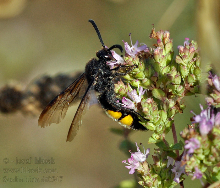 Scolia hirta