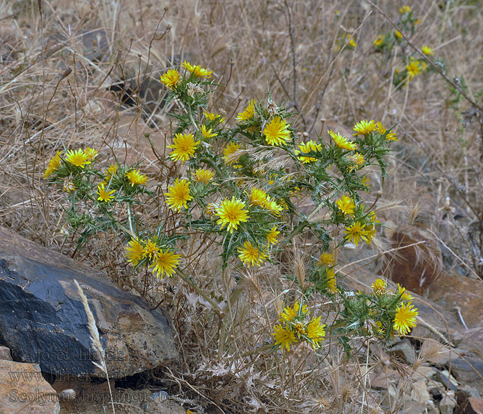 Drahušice drobnokvětá Spanische Golddistel Spanish oyster thistle Scolymus hispanicus