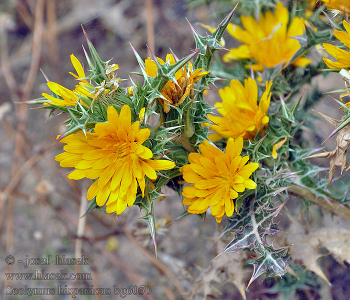 Scolymus hispanicus Spanish oyster thistle Chardon Espagne Cardogna comune Сколимус испанский