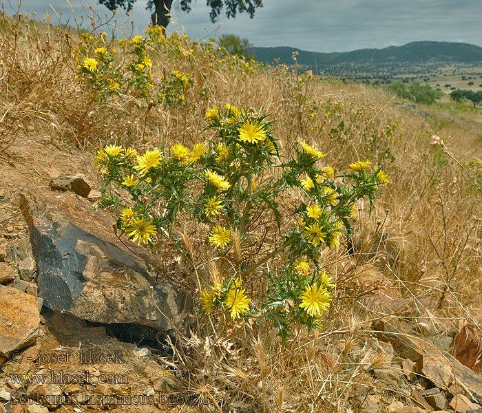 Scolymus hispanicus Drahušice drobnokvětá Spanische Golddistel