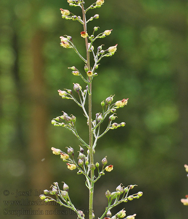 Krtičník hľuznatý Krtičník hlíznatý Escrofularia Scrophularia nodosa