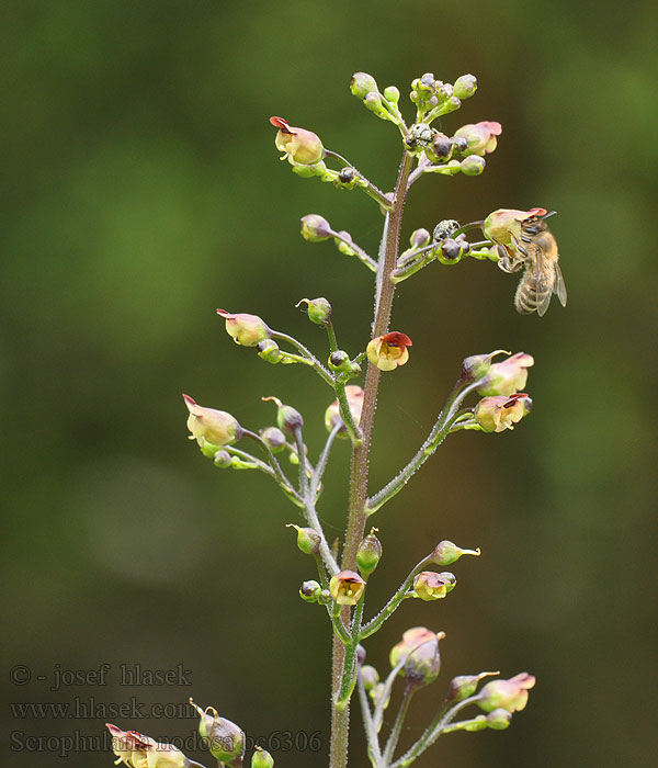 Common Figwort Knoten-Braunwurz Trędownik bulwiasty Scrophularia nodosa