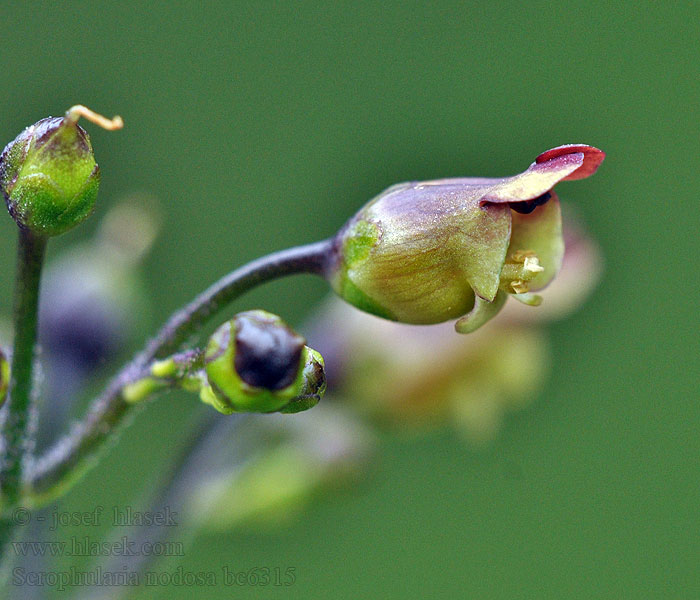 Scrophularia nodosa Common Figwort Knoten-Braunwurz Trędownik bulwiasty