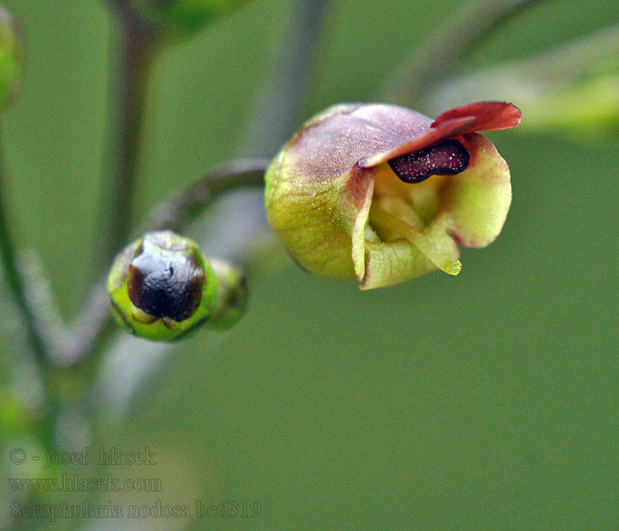 Scrophularia nodosa Krtičník hľuznatý Krtičník hlíznatý Escrofularia