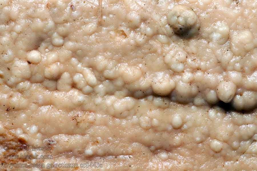 Scytinostroma galactinum Chrastavica pružná Mjölkskinn