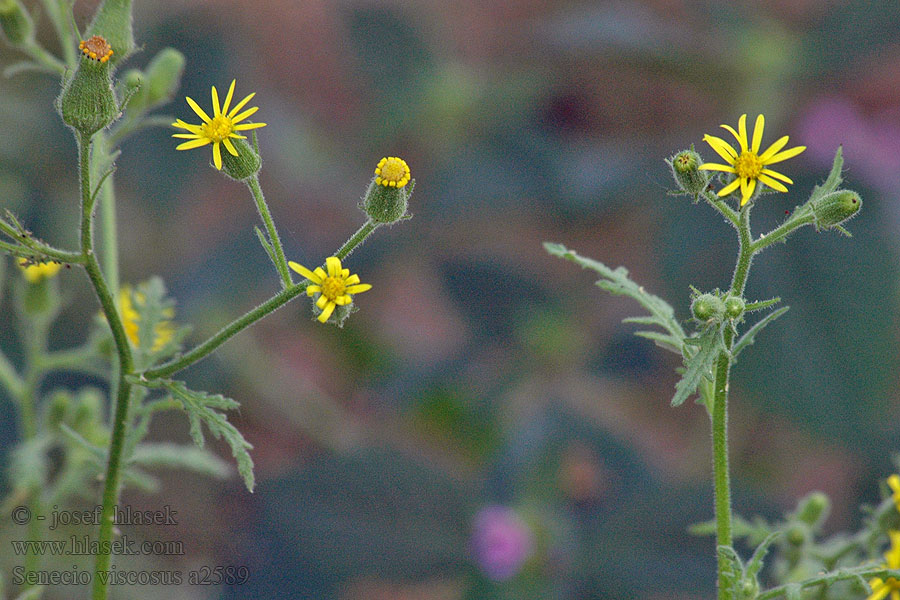 Starček lepkavý Klebriges Greiskraut Sticky groundsel Senecio viscosus