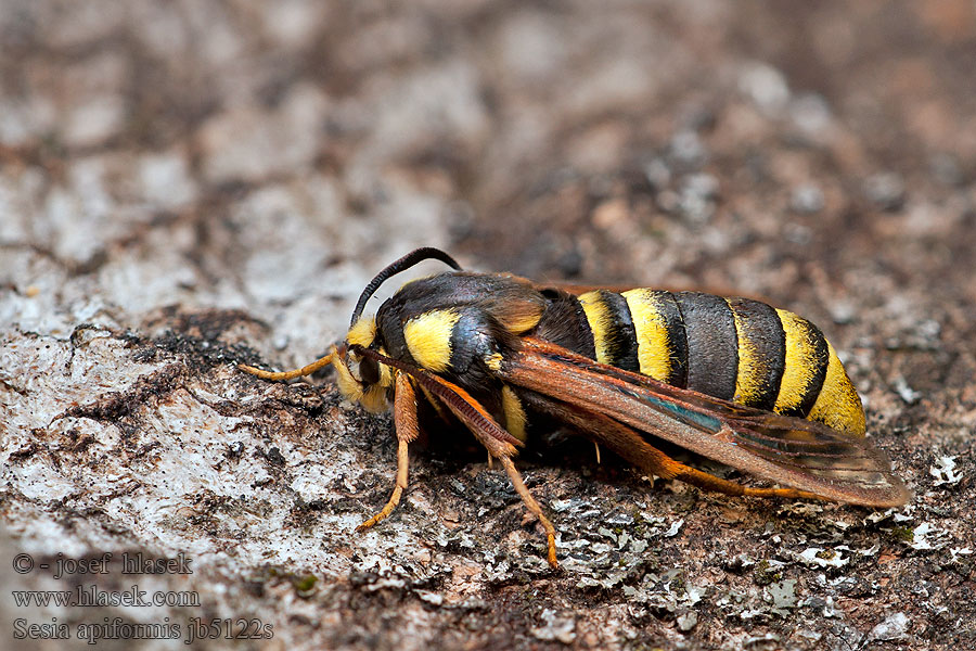Hornissen-Glasflügler Hornet Moth Sesia apiformis