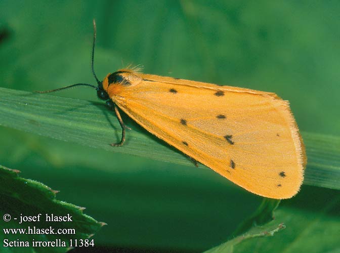 Setina irrorella Dew Moth Alpen-Flechtenbär Lišejníkovec tečkovaný