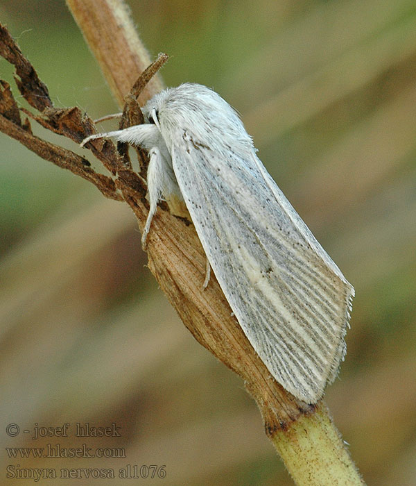 Simyra nervosa Šípověnka stepní Weißgraue Schrägflügeleule