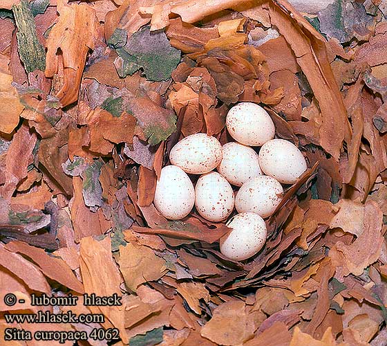 eggs nest Sitta europaea Nuthatch Kleiber Sittelle torchepot