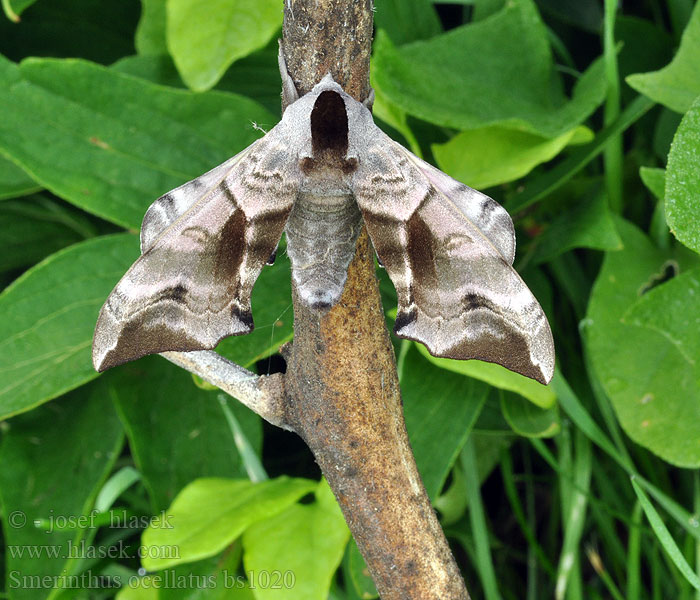 Smerinthus ocellata ocellatus Eyed Hawk-moth Aftenpåfugleøje