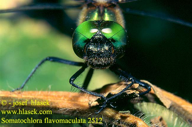 Somatochlora flavomaculata 2512