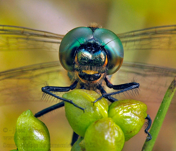 Yellow-spotted Dragonfly Emerald Somatochlora flavomaculata