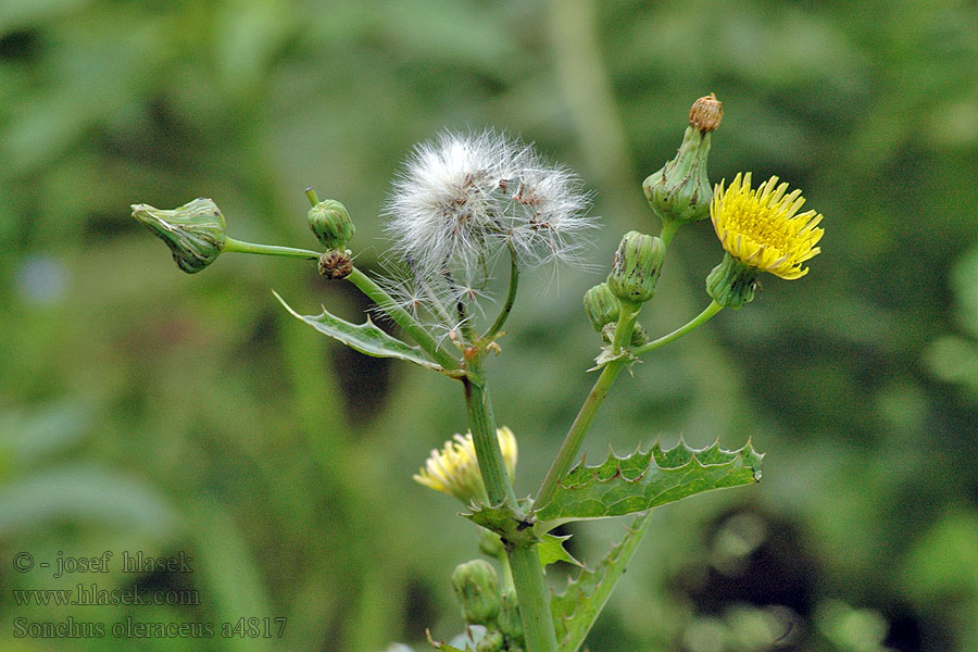 Smooth sowthistle Mléč bylinný Cerraja Sonchus oleraceus