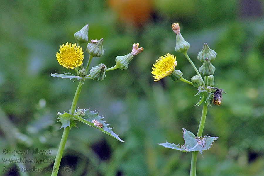 Sonchus oleraceus Gemüse-Gänsedisteln Gewone melkdistel Kålmolke