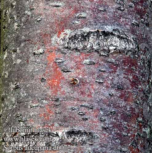 Sorbus aucuparia Рябина обыкновенная Rönn Горобина звичайна