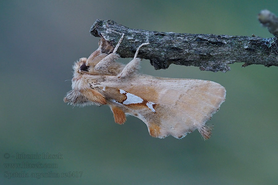 Silberfleck-Zahnspinner Naramiennica srebrnica Spatalia argentina