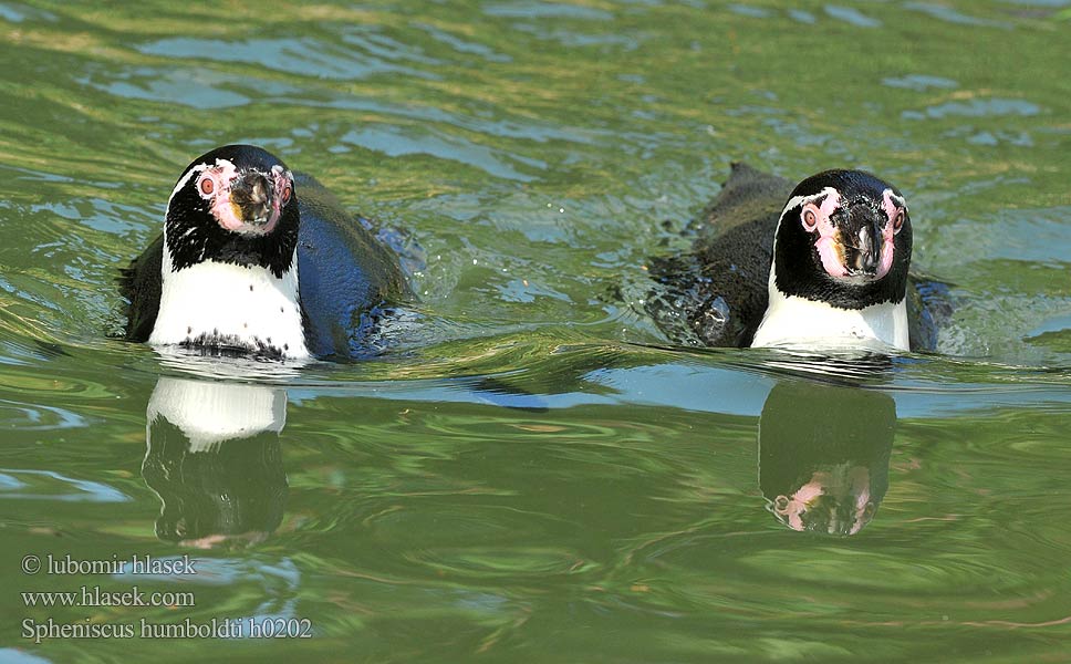 Spheniscus humboldti Humboldt Penguin Tučňák Humboldtův Humboldtpinguin Pingüino Humboldt Manchot Pingwin peruwianski フンボルトペンギン Humboldtpingvin Perunpingviini Humboldtpinguïn Humboldtpingvin Tučniak jednopásy 秘鲁企鹅 Peru Penguen