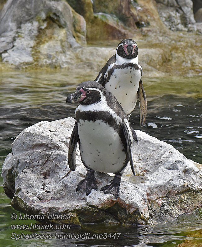 Pingwin peruwianski フンボルトペンギン Spheniscus humboldti