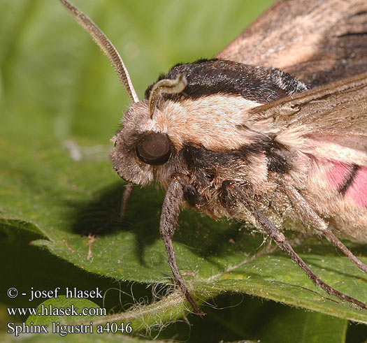 Privet Hawk-moth Ligusterschwärmer lišaj šeříkový