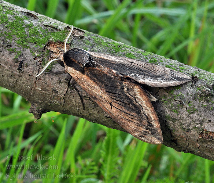 Sphinx ligustri Privet Hawk-moth Ligusterschwärmer lišaj šeříkový