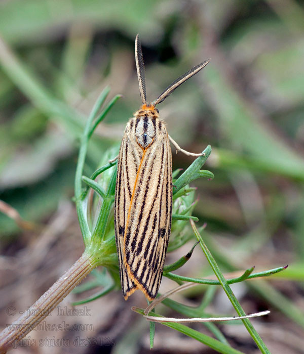 Přástevník jestřábníkový Spiris striata