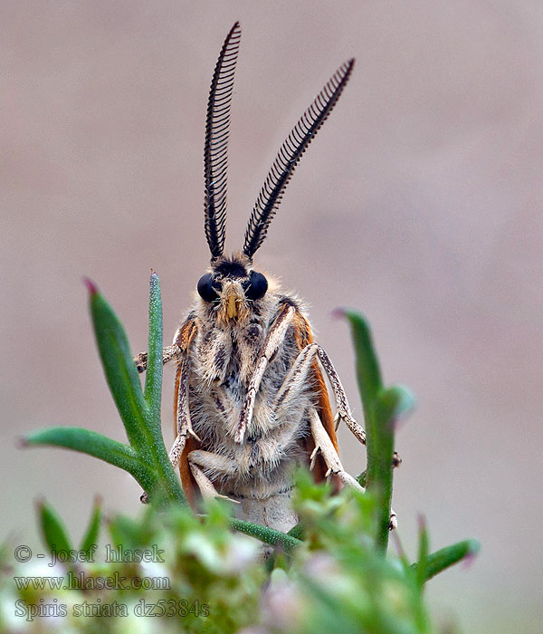 Ecaille striée Geel Grasbeertje Gestreifter Grasbär Spiris striata