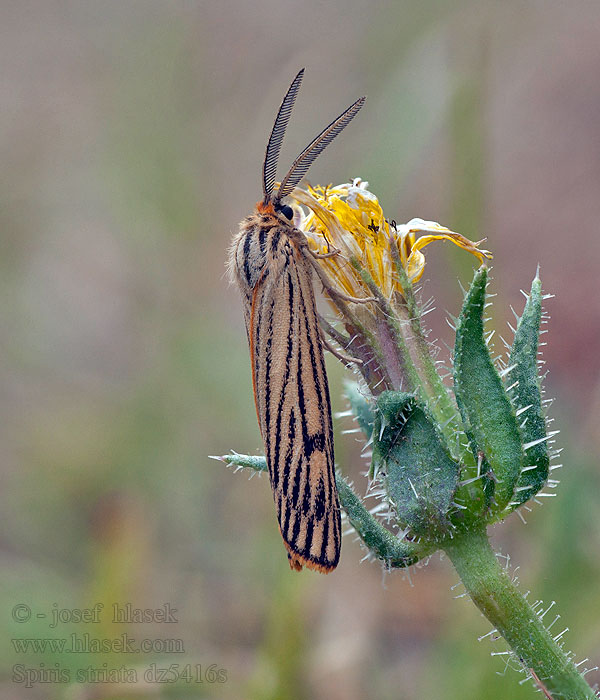 Coscinia Feathered Footman Stribet Hedespinder Spiris striata