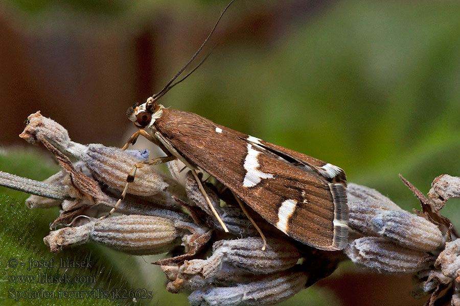 Spoladea recurvalis Beet Webworm Moth Spinaziemot