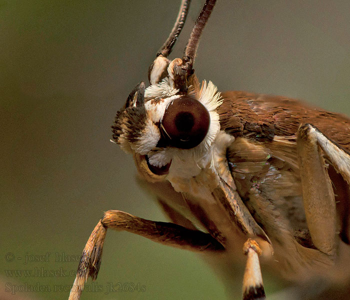 Spoladea recurvalis Beet Webworm Moth Spinaziemot