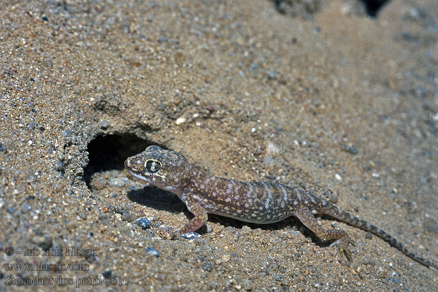 Stenodactylus petrii Geco delle dune Duinen gekko Gecko dune