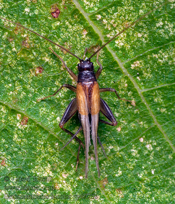 Stenonemobius bicolor