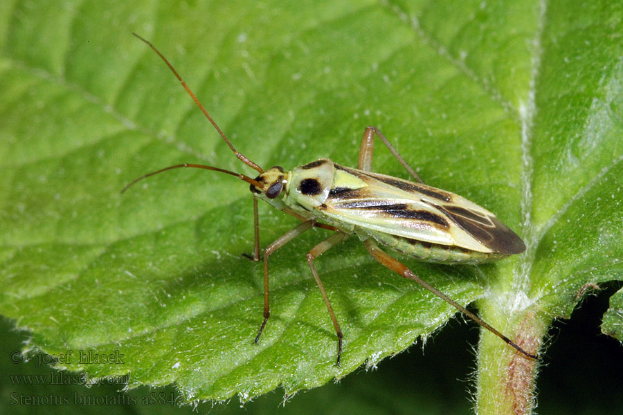 Klopuška páskovaná Stenotus binotatus