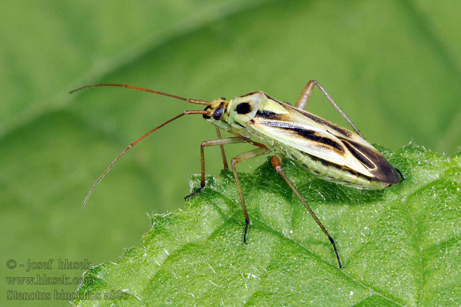 Zweifleck-Weichwanze Długoryjek żółtoczarny Stenotus binotatus