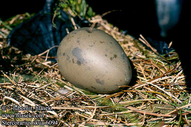 eggs nest Stercorarius skua Great Skua Spatelraubmöwe