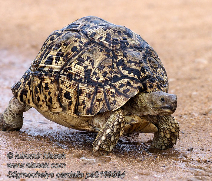 Żółw lamparci Tortuga leopardo Stigmochelys pardalisi