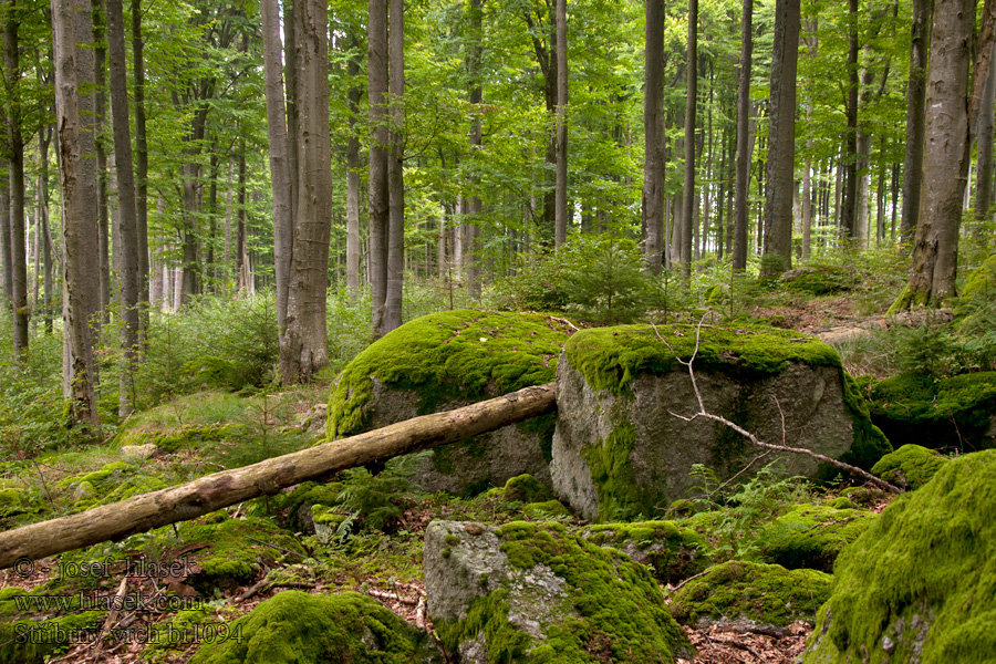 Stříbrný vrch bučiny PR Pivonické skály Buchen beech trees hêtres