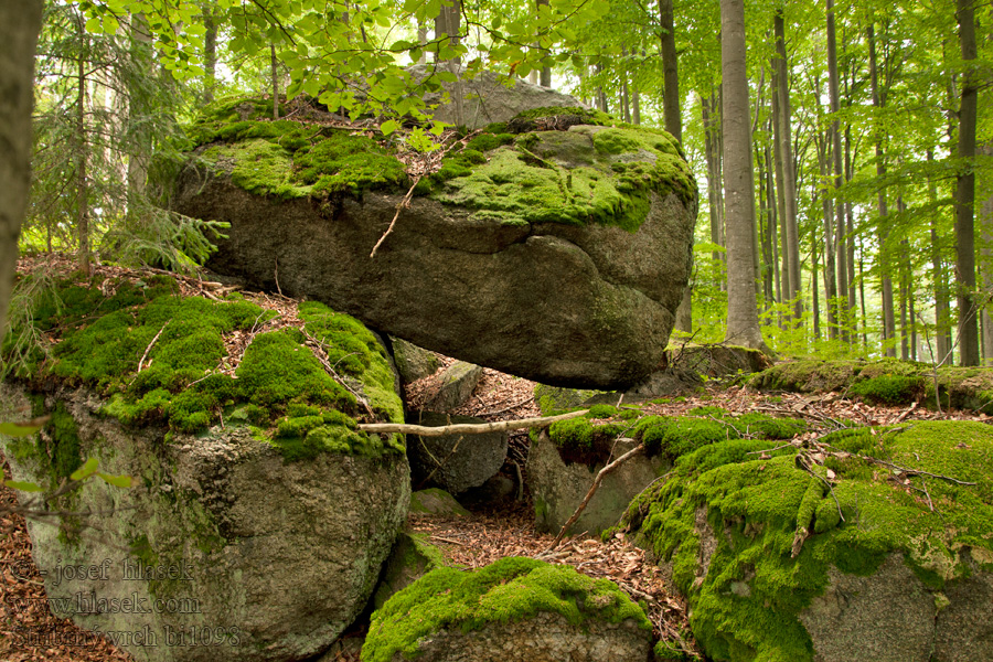 Stříbrný vrch bučiny PR Pivonické skály Buchen beech trees hêtres Буковые деревья buki bükkfák hayas