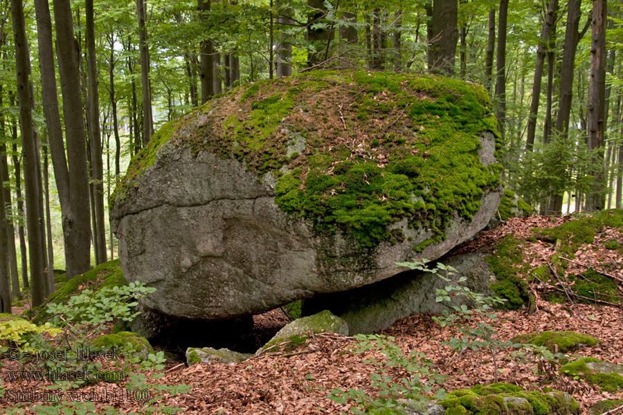 Stříbrný vrch bučiny PR Pivonické skály Buchen beech trees hêtres Буковые деревья