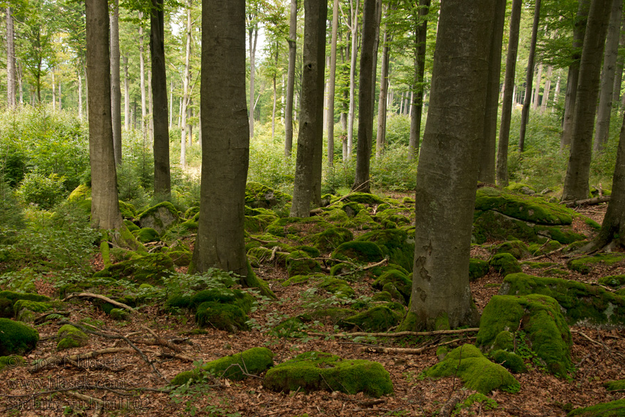 Stříbrný vrch bučiny PR Pivonické skály Buchen beech trees hêtres Буковые деревья buki bükkfák hayas