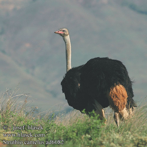 Ostrich Masaistruds Strutsi Autruche d'AfriqueStruisvogel