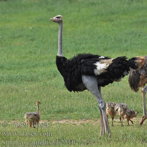 Ostrich Masaistruds Strutsi Autruche Afrique Struisvogel