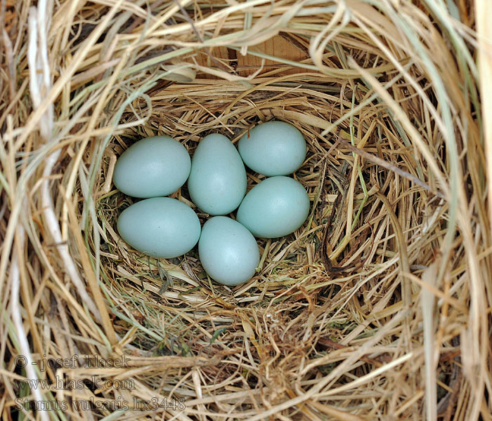 Špaček obecný Sturnus vulgaris eggs vejce